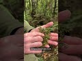 Feeding the kākāpō  chicks on Whenua Hou | RNZ