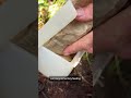 Feeding the kākāpō  chicks on Whenua Hou | RNZ