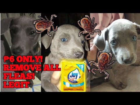 LEGIT | Removing/killing fleas in your dog | Para sa aso nyong may kuto, pulgas, o garapata