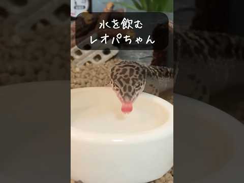 【レオパ】ぺろぺろ水を飲むレオパは至高である！！！ #shorts #vtuber #爬虫類 #ヒョウモントカゲモドキ #レオパードゲッコー #爬虫類飼育