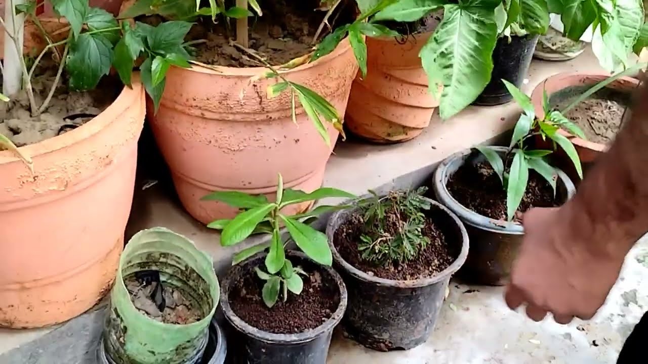 dekhiae Mali Bhaiya Se Maine kaun se plant purchase kiye🌿☘️🪴🌴🎋🌱🌵 YouTube