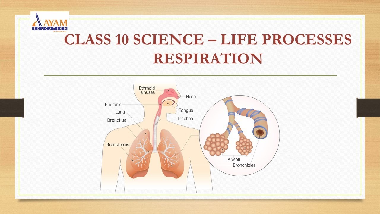 case study on respiration class 10