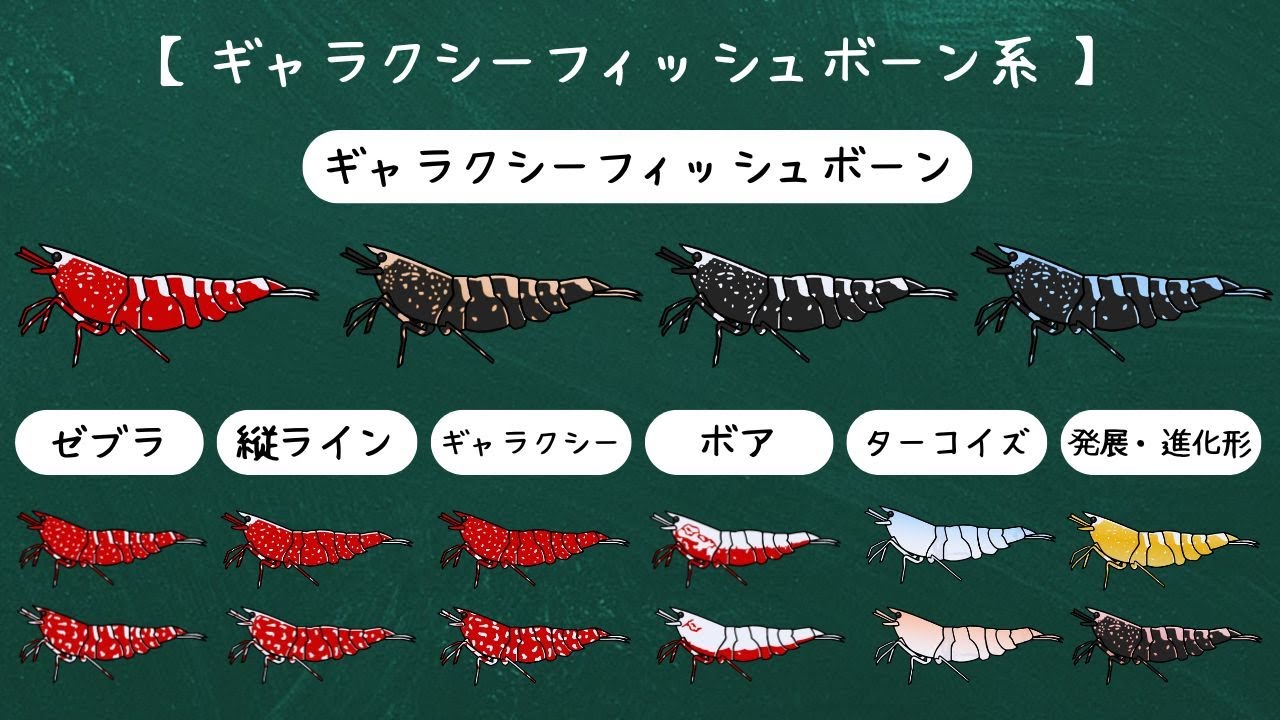 シュリンプの種類と分類【#8  ギャラクシーフィッシュボーン系】マークⅡ？スノーフレーク？ボア？解説します☆