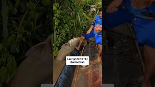 Monster Sungai Kalimantan || masih enak ga ni daging nya 