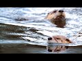 Otter Pups' Adaptations and Environment