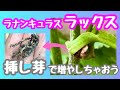 ラナンキュラスラックスの挿し芽について🌱