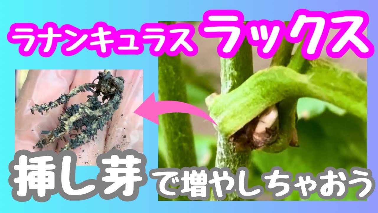 About Ranunculus Lux cuttings - YouTube