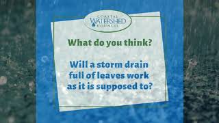 Only Rain Down the Storm Drain