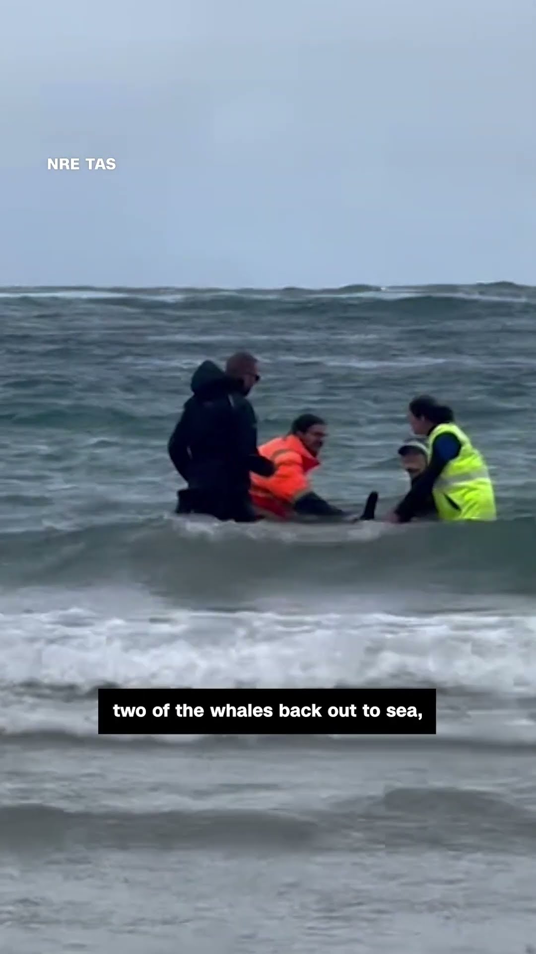 More than 150 whales beached in Australia
