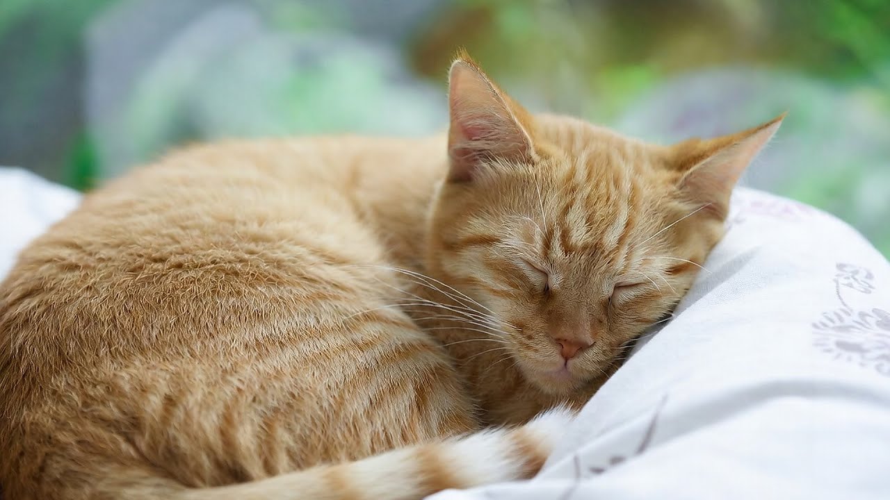 LIVE 🐾 Gentle Lofi Music for Sleeping Cats 😴