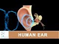 Understanding the Ear: Structure and Function