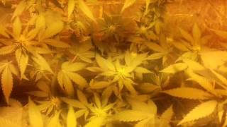 hps grow update 24th