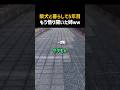 柴犬と暮らして5年目もう悟り開いた姉ｗｗ
