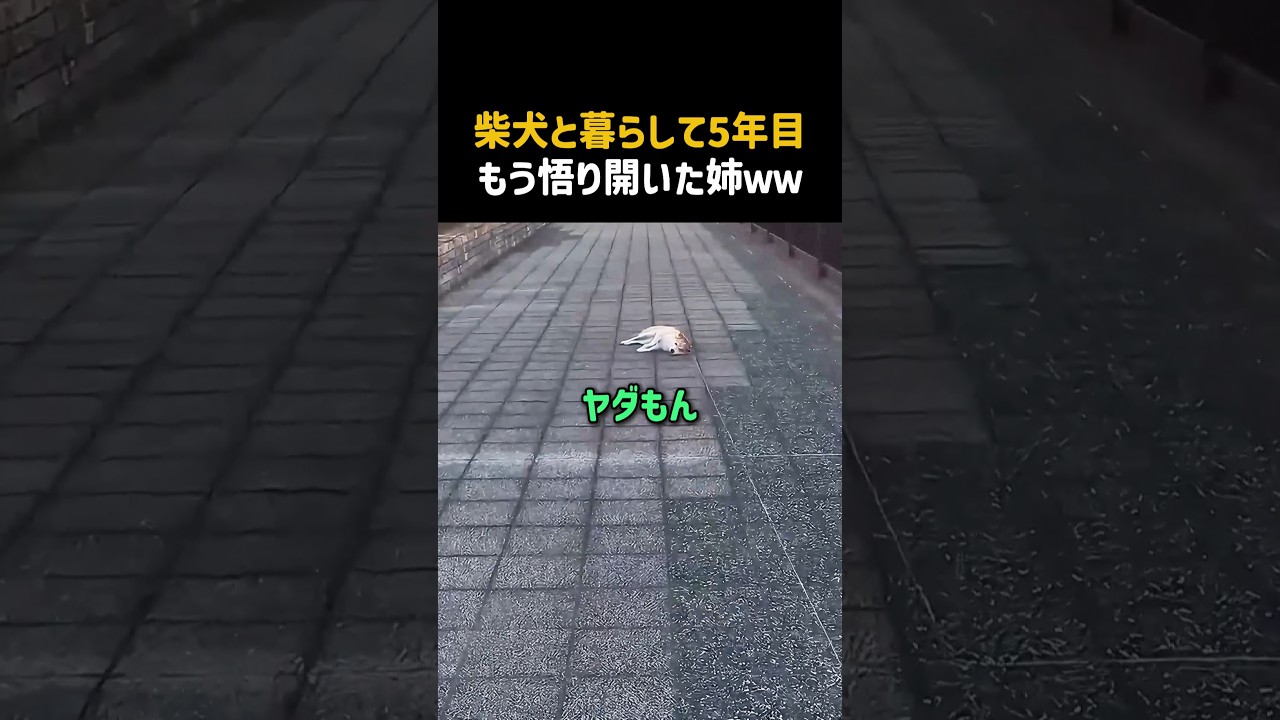 柴犬と暮らして5年目もう悟り開いた姉ｗｗ