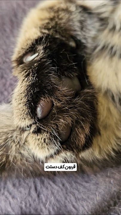 این ویدیو رو آروم نگاه کنید ✨️ #گربه #عشق #محبت #cat #love #shorts