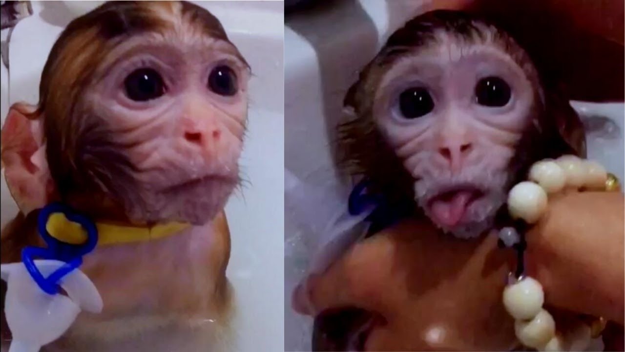 The owner is taking a shower for the baby monkey, this is an super cute expression wrapped monkey