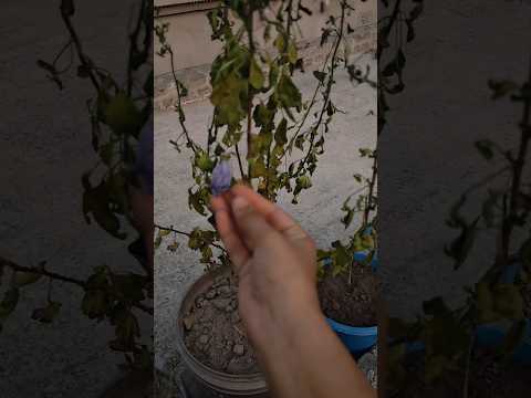 গাছটা কি বাঁচাতে পারলাম #gardening#garden#viral#plants#tree