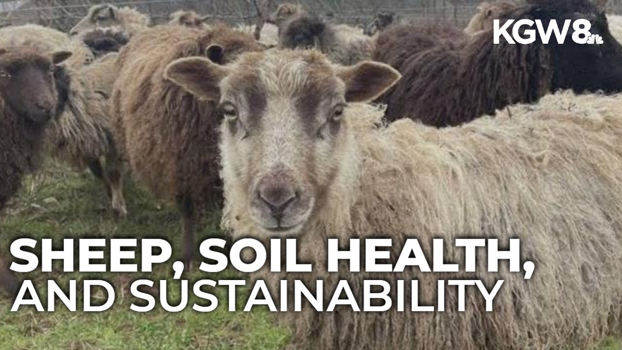 Oregon winery's eco-friendly approach uses sheep