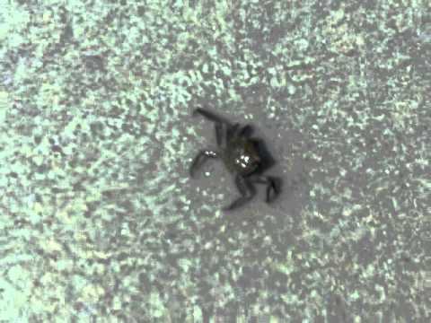 skins exclusivas fortnite Little Crab I Found.