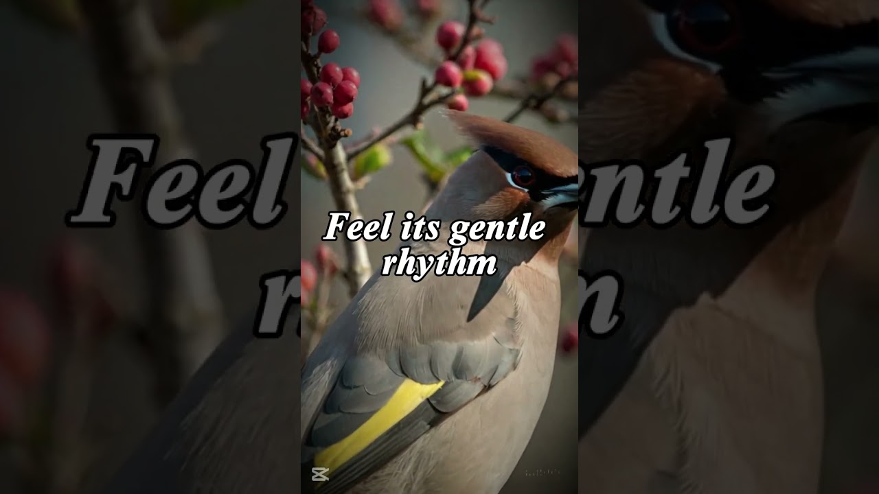 Waxwing Bird Call Ringtone 🐦 | Beautiful & Peaceful Nature Sound  