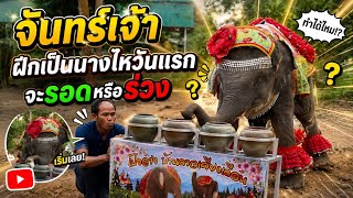 น่าทึ่ง  ลูกช้าง  ดีดไห  
