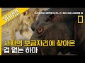 사자의 왕도 하마 앞에선 굴복한다?