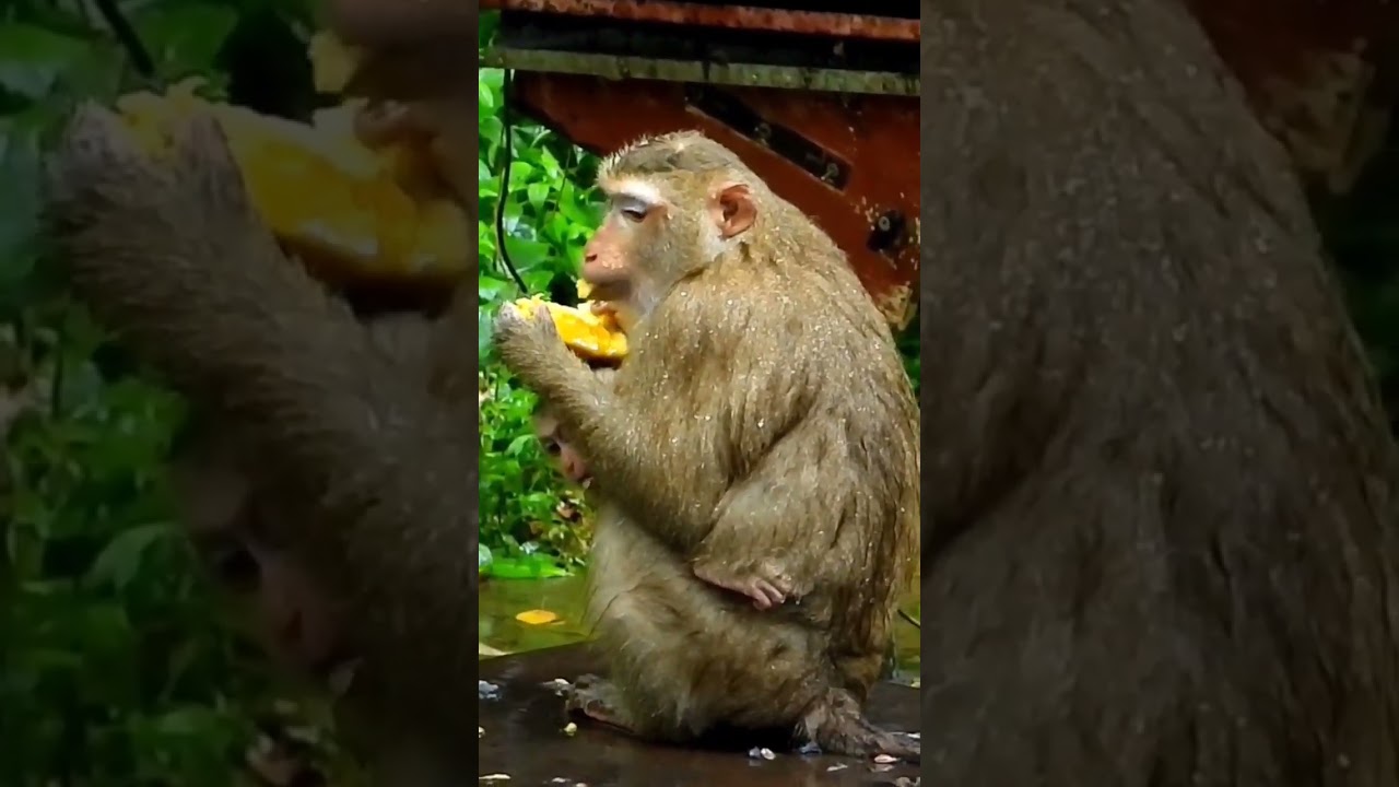 Mommy Monkey Luna eating in the rainning. 