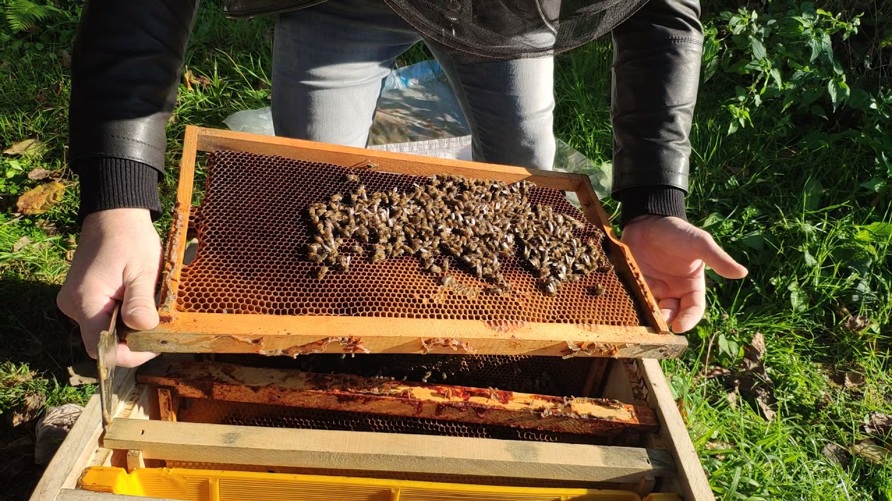 Kış öncesi yavrusu ve bal stoğu olmayan zayıf arılar...