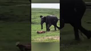 Ketika Bayi Gajah Lahir #alamkita #gajah #fauna #hewan #bayigajah #macan #singa #rajahutan #rimba