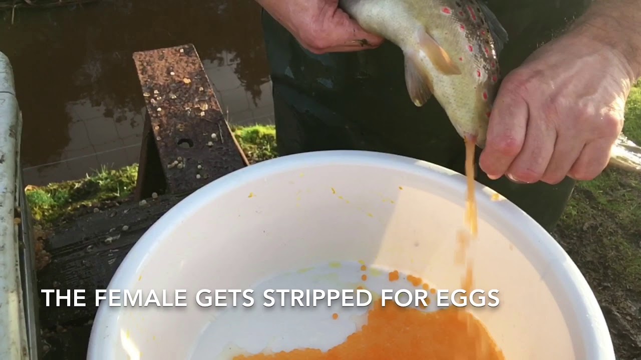 Oxriver how to make fish eggs YouTube
