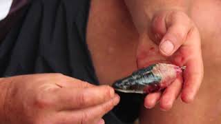 My favourite flat fish bait that casts a mile | ASFN Baits & Traces