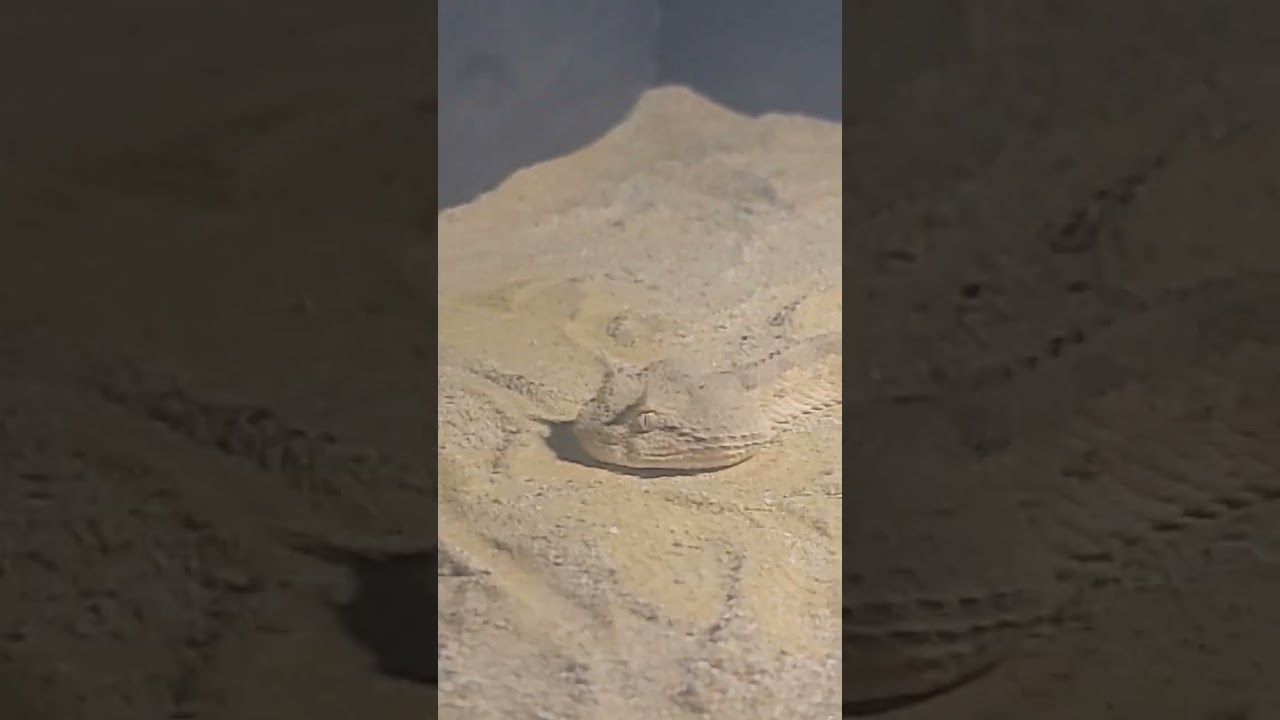 Surprise horned viper! 