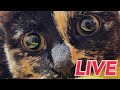 第10回 ウズネネライブ【LIVE】Uzu & Nene channel