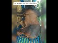 Case Of PARAPHIMOSIS In Bull Inability Of Penis To Go Back Into The Preputial Cavity प र फ म स स 