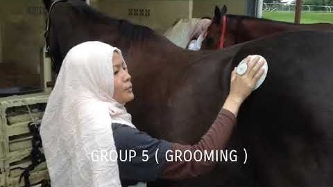 GROOMING