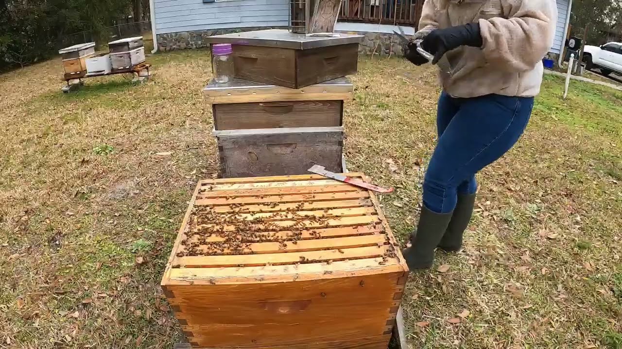 2026 02 15 C's Honey Bees  - We split a few hives