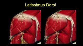 Shoulder | Rotator Cuff Pt  5