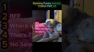 Ranking Funny Animal Videos Part 25 #trynottolaughanimals #viralpets #animals #funnyanimals #funny