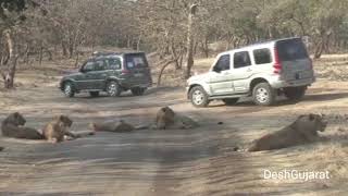 Visit the Gir forest with President of India through this lion safari video
