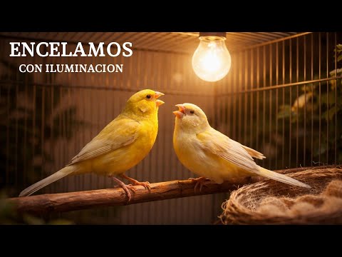 MANEJO #24 ENCELAMIENTO DE MACHOS Y HEMBRAS (con iluminación)