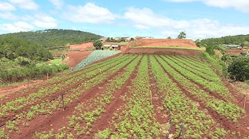 MÔ HÌNH TRỒNG CÀ RỐT ĐẸP