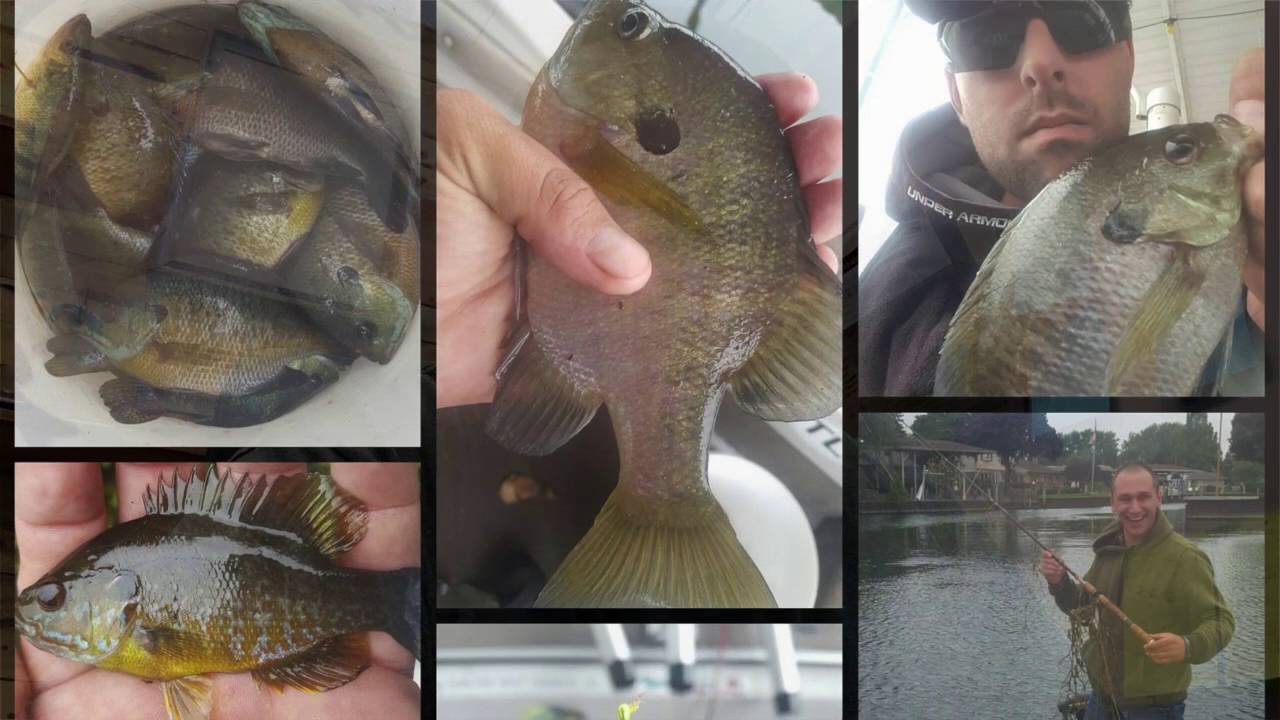 Lake St. Clair Fishing Report 10-6-16 - YouTube