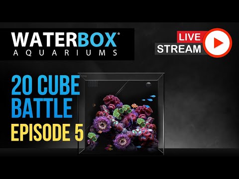 the aquarium hours Episode 5 - Waterbox Aquariums 20 Gallon Cube Aquarium Battle