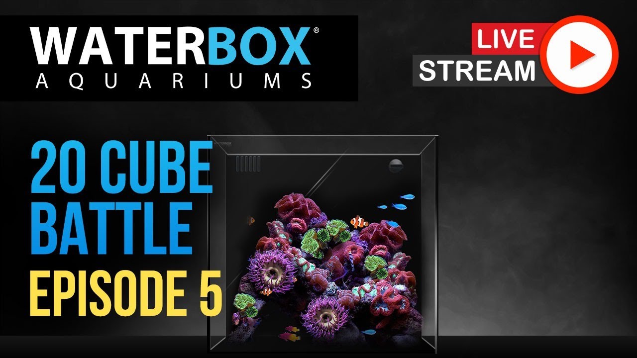 Episode 5 Waterbox Aquariums 20 Gallon Cube Aquarium Battle YouTube