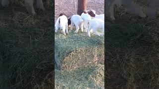 Baby goats jumping and playing #cute #funny #viral #animals #fun #trending #baby #goat #kids