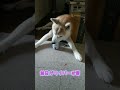 前足がワイパー状態の柴犬 　 #shorts #柴犬 #犬