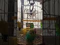 а вам? #birds #birds #chinesedancer #chinesedancer #parrot #budgies #中国女兵