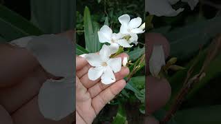 White Oleander / শ্বেত করবী ফুল / Shwet Karabi / White Korobi Flower / করবী ফুল / Karabi Flower