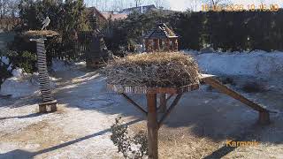 Download Lagu Gniazdo Bocianie pod Sokółką - na żywo. MP3