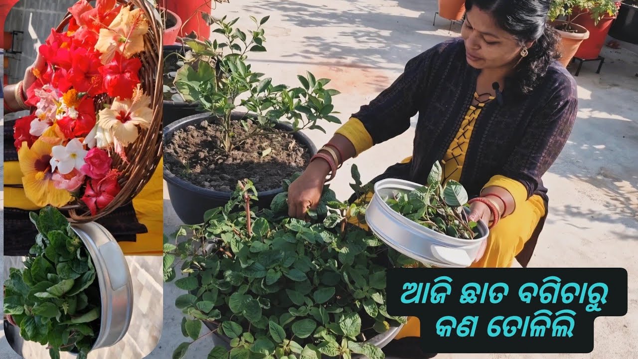 8 Feb ସାଗ ତୋଳିବା ଛାତ ବଗିଚାର | saga harvesting  video | terrace garden me harvesting video 
